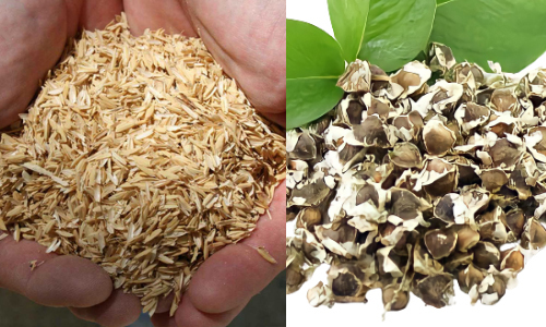 Sinh viên dùng trấu và chùm ngây xử lý kháng sinh trong nước thải